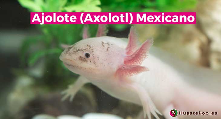 Ajolotes mexicanos - Huastekoo España
